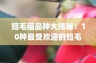 短毛猫品种大揭秘：10种最受欢迎的短毛猫咪，聪明好养又省心！