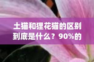 土猫和狸花猫的区别到底是什么？90%的人都搞错了！