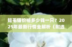 短毛猫价格多少钱一只？2025年最新行情全解析（附选购指南）
