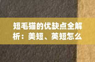 短毛猫的优缺点全解析：美短、英短怎么选？养猫必看指南（2025最新）