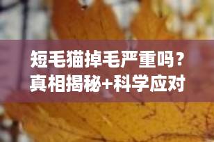 短毛猫掉毛严重吗？真相揭秘+科学应对全攻略