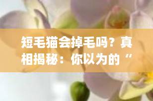 短毛猫会掉毛吗？真相揭秘：你以为的“少掉毛”可能是个误区！