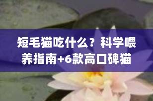 短毛猫吃什么？科学喂养指南+6款高口碑猫粮推荐（2025最新版）