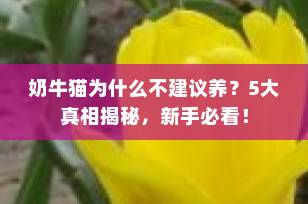 奶牛猫为什么不建议养？5大真相揭秘，新手必看！