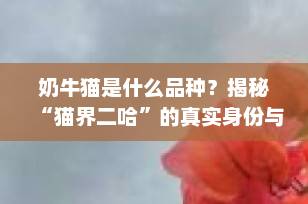奶牛猫是什么品种？揭秘“猫界二哈”的真实身份与独特魅力