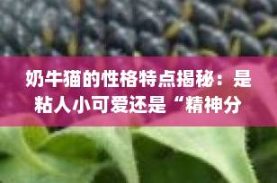 奶牛猫的性格特点揭秘：是粘人小可爱还是“精神分裂”捣蛋王？