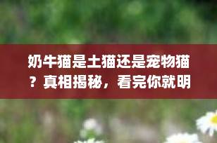 奶牛猫是土猫还是宠物猫？真相揭秘，看完你就明白了！