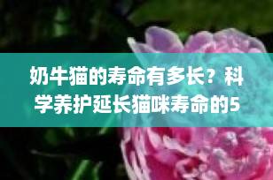 奶牛猫的寿命有多长？科学养护延长猫咪寿命的5大秘诀