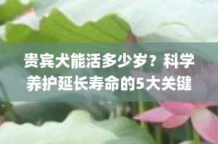 贵宾犬能活多少岁？科学养护延长寿命的5大关键秘诀