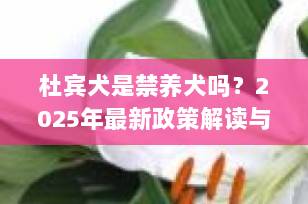杜宾犬是禁养犬吗？2025年最新政策解读与饲养指南