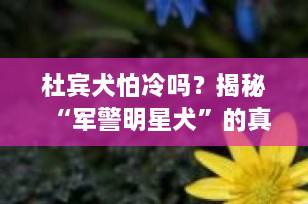 杜宾犬怕冷吗？揭秘“军警明星犬”的真实耐寒能力与保暖指南