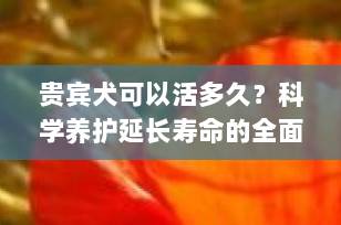 贵宾犬可以活多久？科学养护延长寿命的全面指南