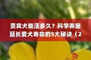 贵宾犬能活多久？科学养宠延长爱犬寿命的5大秘诀（2025最新指南）