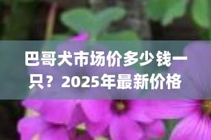 巴哥犬市场价多少钱一只？2025年最新价格全解析+选购避坑指南