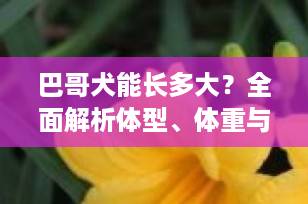 巴哥犬能长多大？全面解析体型、体重与成长关键期（2025最新指南）