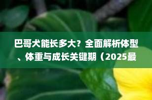 巴哥犬能长多大？全面解析体型、体重与成长关键期（2025最新指南）