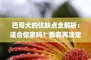巴哥犬的优缺点全解析：适合你家吗？看完再决定养不养！