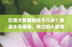巴哥犬智商相当于几岁？真实水平揭秘，养过的人都懂！
