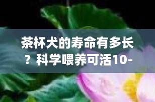 茶杯犬的寿命有多长？科学喂养可活10-15年，关键在于这几点！