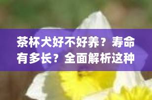 茶杯犬好不好养？寿命有多长？全面解析这种“掌心萌宠”的真相
