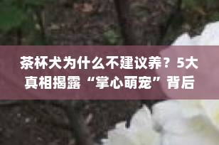 茶杯犬为什么不建议养？5大真相揭露“掌心萌宠”背后的残酷现实