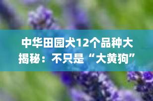 中华田园犬12个品种大揭秘：不只是“大黄狗”，这些“土狗”个个是宝藏！