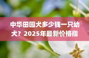 中华田园犬多少钱一只幼犬？2025年最新价格指南+选购避坑攻略