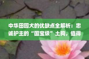 中华田园犬的优缺点全解析：忠诚护主的“国宝级”土狗，值得养吗？