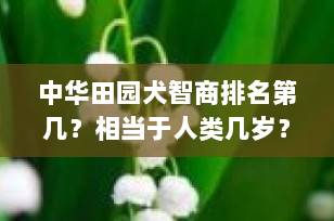 中华田园犬智商排名第几？相当于人类几岁？真相揭秘！