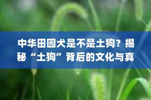中华田园犬是不是土狗？揭秘“土狗”背后的文化与真相