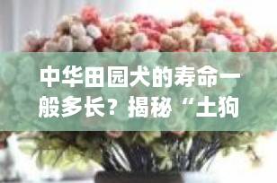 中华田园犬的寿命一般多长？揭秘“土狗”的长寿秘诀与科学养护指南