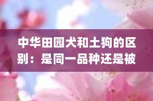 中华田园犬和土狗的区别：是同一品种还是被误解的“国犬”？