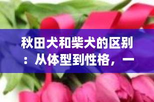 秋田犬和柴犬的区别：从体型到性格，一篇看懂如何分辨日本两大神犬！