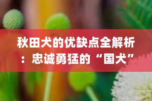 秋田犬的优缺点全解析：忠诚勇猛的“国犬”究竟适不适合你？