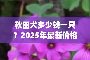 秋田犬多少钱一只？2025年最新价格指南+选购避坑全攻略