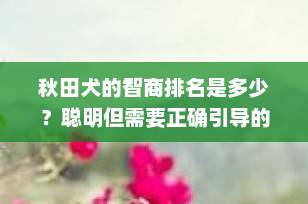 秋田犬的智商排名是多少？聪明但需要正确引导的忠诚伙伴