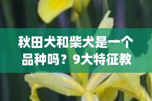秋田犬和柴犬是一个品种吗？9大特征教你一眼分清！