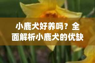 小鹿犬好养吗？全面解析小鹿犬的优缺点，养前必看！