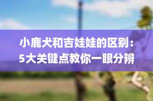 小鹿犬和吉娃娃的区别：5大关键点教你一眼分辨，新手养狗必看！