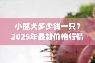小鹿犬多少钱一只？2025年最新价格行情全解析（附购买避坑指南）