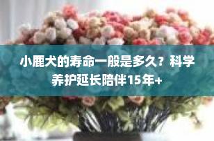 小鹿犬的寿命一般是多久？科学养护延长陪伴15年+