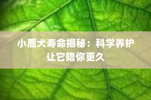 小鹿犬寿命揭秘：科学养护让它陪你更久