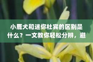 小鹿犬和迷你杜宾的区别是什么？一文教你轻松分辨，避免被“串串”忽悠！