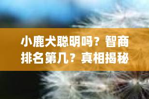小鹿犬聪明吗？智商排名第几？真相揭秘，养前必看！