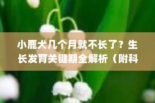 小鹿犬几个月就不长了？生长发育关键期全解析（附科学喂养建议）