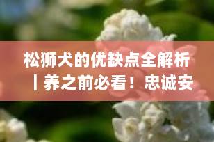 松狮犬的优缺点全解析｜养之前必看！忠诚安静却掉毛严重？