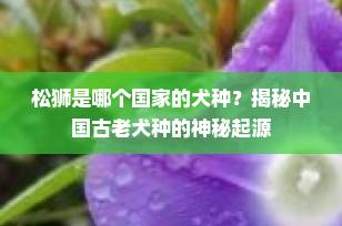 松狮是哪个国家的犬种？揭秘中国古老犬种的神秘起源