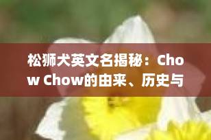 松狮犬英文名揭秘：Chow Chow的由来、历史与独特魅力