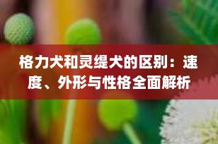 格力犬和灵缇犬的区别：速度、外形与性格全面解析｜宠物知识科普