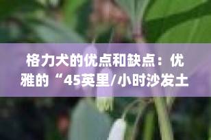 格力犬的优点和缺点：优雅的“45英里/小时沙发土豆”值得养吗？